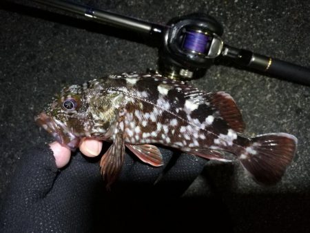 南港ヘチ釣行 （8/18 お盆最終日の南港ヘチ。。キビレチヌ45.5cm、真チヌ、ガシラ 釣果有り）