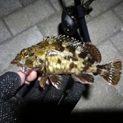 南港ヘチ釣行 (8/21 久々のコスモでヘチ釣り、マダコ、ガシラ釣果有り)