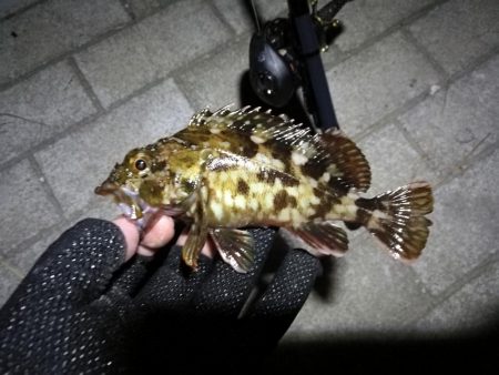 南港ヘチ釣行 (8/21 久々のコスモでヘチ釣り、マダコ、ガシラ釣果有り)