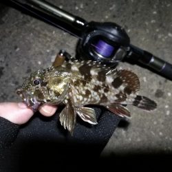 【釣り】南港ヘチ釣行 (8/29 天候不安定の南港ヘチ。。ガシラ、シーバス 釣果有り)