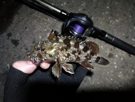 【釣り】南港ヘチ釣行 (8/29 天候不安定の南港ヘチ。。ガシラ、シーバス 釣果有り)