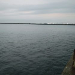 肉の日フィッシング