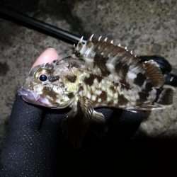 南港ヘチ釣行 (8/31 降ったり止んだりの南港ヘチ キビレチヌ、ガシラ 釣果有り)