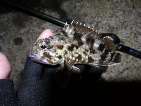 南港ヘチ釣行 (8/31 降ったり止んだりの南港ヘチ キビレチヌ、ガシラ 釣果有り)