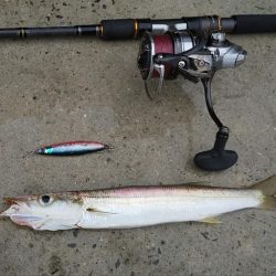 水潮でも爆釣ショアジギ