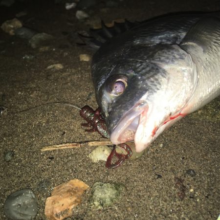 キビレ、ウェーバーシュリンプへ好反応です。…