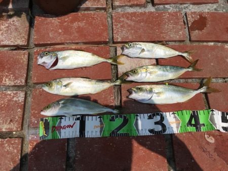 アイゴ、ツバス、サヨリほか