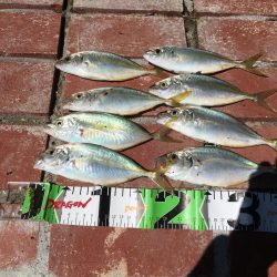 シマアジ大漁46匹