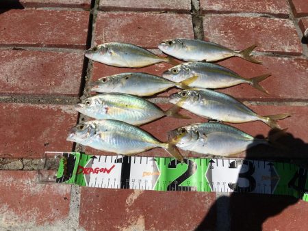 シマアジ大漁46匹