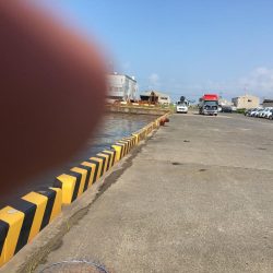 アイゴ30㎝超級1匹