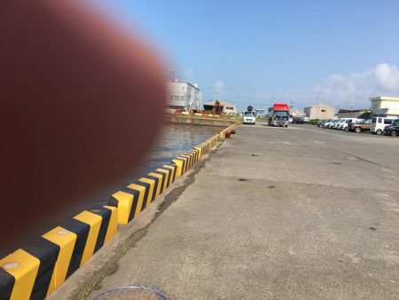 アイゴ30㎝超級1匹