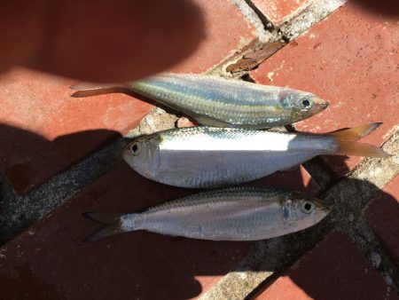 メッキ21匹ほか