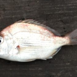 チャリコとコアジ