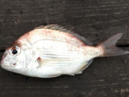 チャリコとコアジ