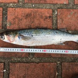 アイゴ、ボラ、メバルほか