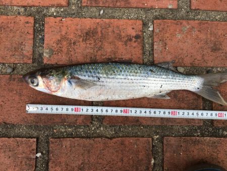 アイゴ、ボラ、メバルほか