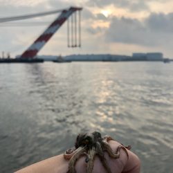 オクトッパッシング