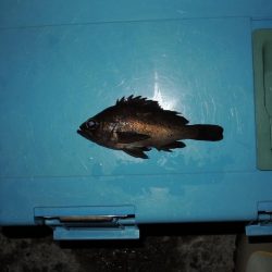 夏のエビ撒き釣り