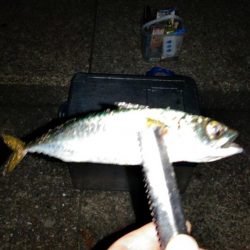 おおお　おおサバ　アゲイン