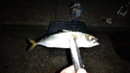 おおお　おおサバ　アゲイン