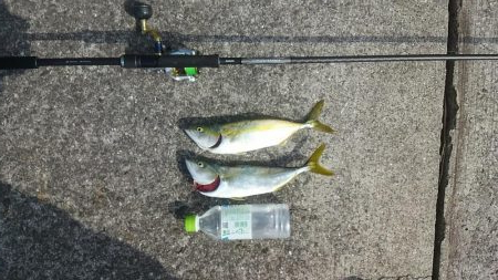 潮が少し動き出したタイミングで