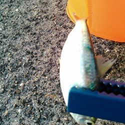 浜名湖 ライトゲーム