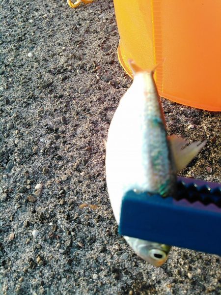 浜名湖 ライトゲーム