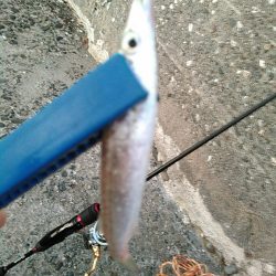 浜名湖 ライトゲーム