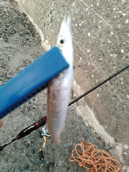 浜名湖　ライトゲーム