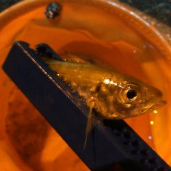 浜名湖 アジング ナイトゲーム