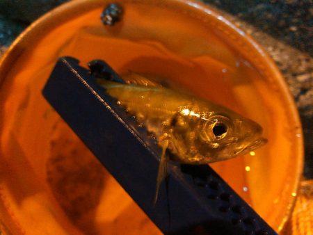 浜名湖 アジング ナイトゲーム