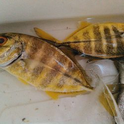 浜名湖 メッキが釣れています