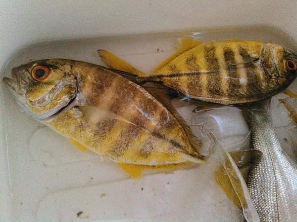 浜名湖 メッキが釣れています