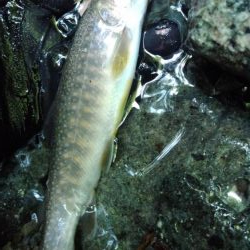 ルアーの違いで！？