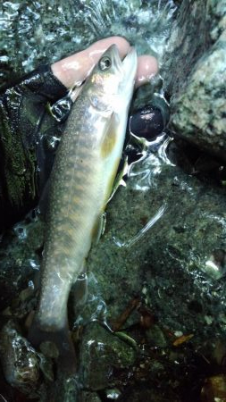 ルアーの違いで！？