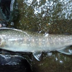 アタリがないのに!?