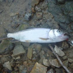 浮きゴミ狙いで