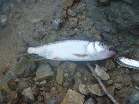 浮きゴミ狙いで