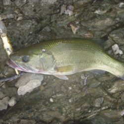 浮草、アオコ発生