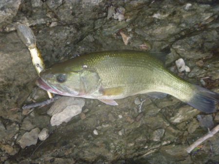 浮草、アオコ発生