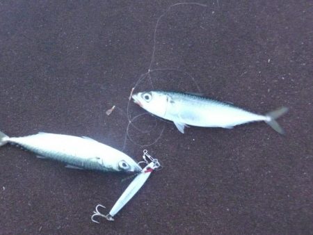 チビカマス回遊確認