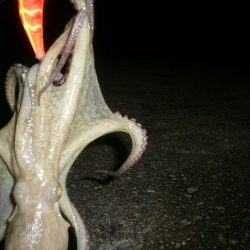 濁りきついがタコ