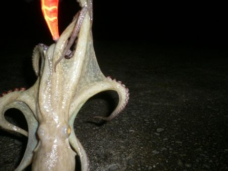 濁りきついがタコ