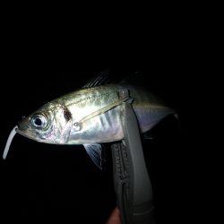 良型連発♪ 時には1キャスト1ヒット!