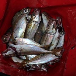 20cmクラス連発! 2.5時間釣行(^^)