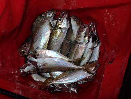 20cmクラス連発! 2.5時間釣行(^^)