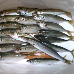 半夜の紀州釣り