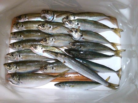 半夜の紀州釣り