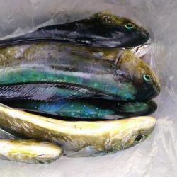 今日もペンペン祭り