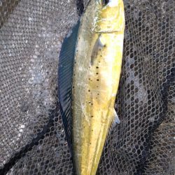 ダイソージグで青物